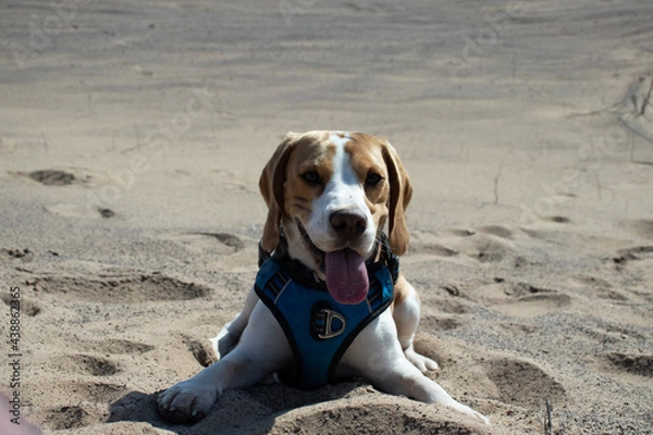 Obraz dog on the beach