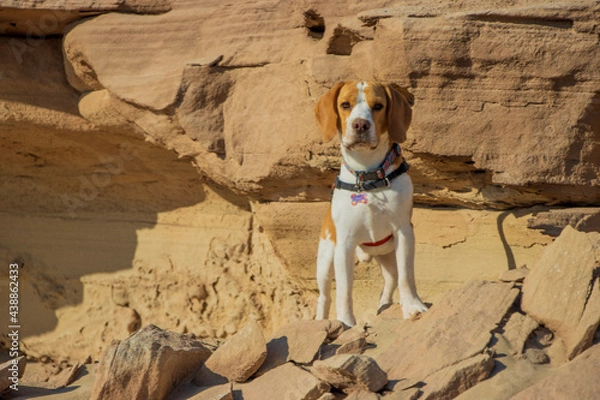 Obraz dog on the beach