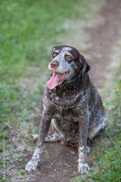 Fototapeta Old shorthaired pointer dog with his tongue hanging out in the grass, the background is blurred