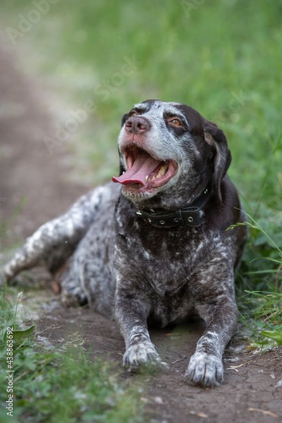Fototapeta Old shorthaired pointer dog with his tongue hanging out in the grass, the background is blurred