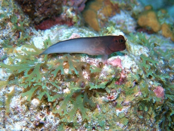 Obraz Redlipped Blenny on the Reef