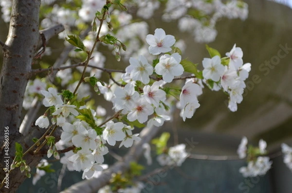 Obraz blossoming tree branch
