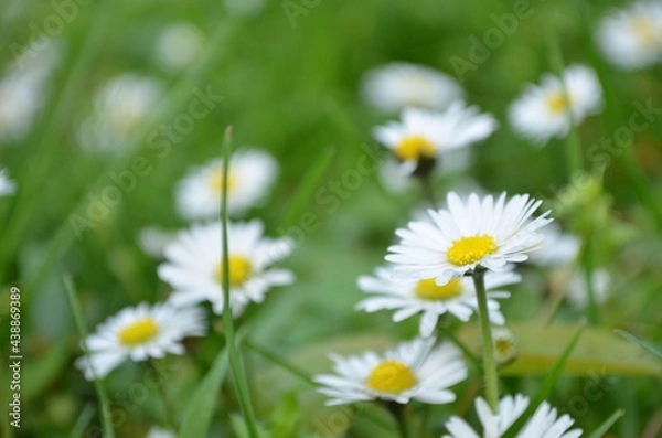 Obraz daisies in the grass