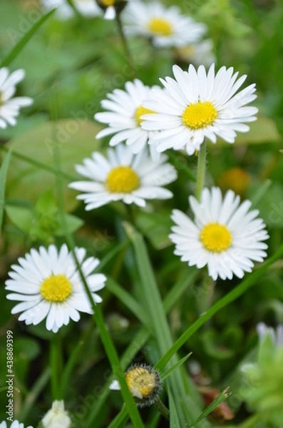 Obraz daisies in the grass