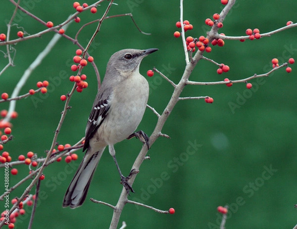 Obraz Northern Mockingbird