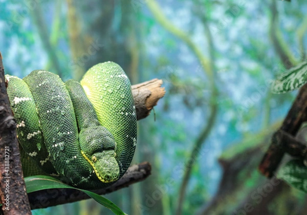 Fototapeta snake on a tree