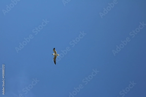 Obraz seagull in flight