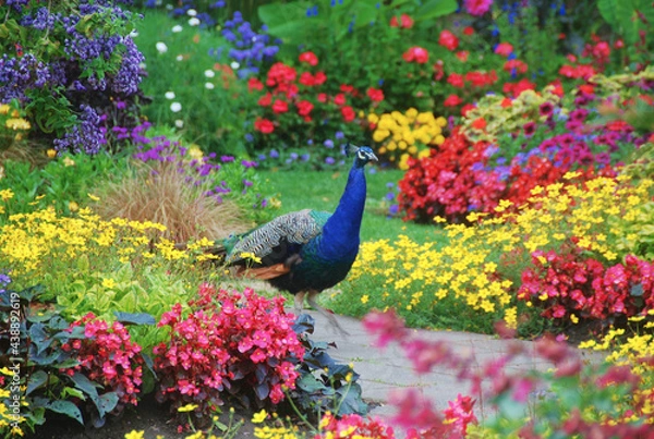 Obraz Peacock in the Garden
