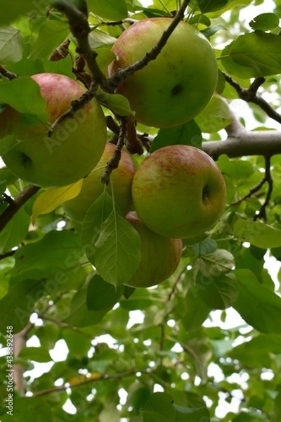 Obraz Red and green apples on tree