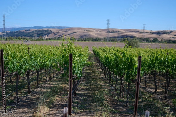 Obraz Winery vineyards in spring