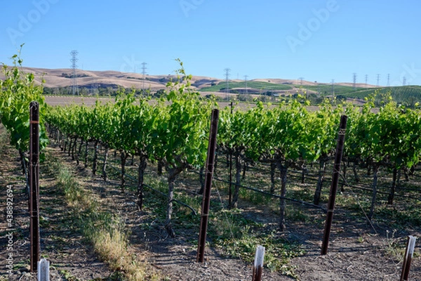 Obraz Winery vineyards in spring