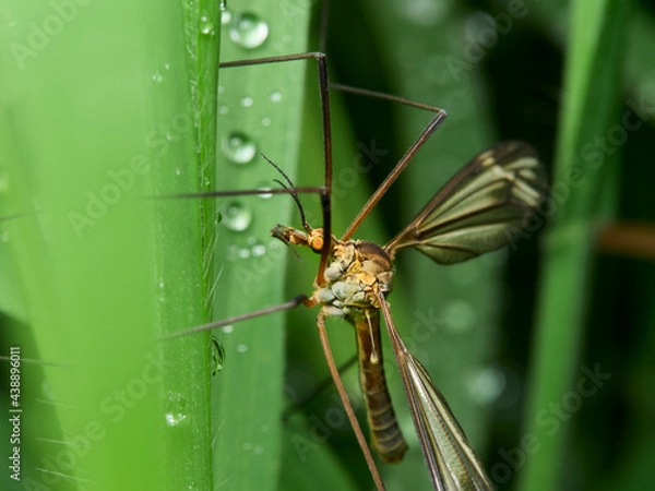 Fototapeta insect on a leaf