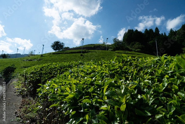 Obraz 茶畑
