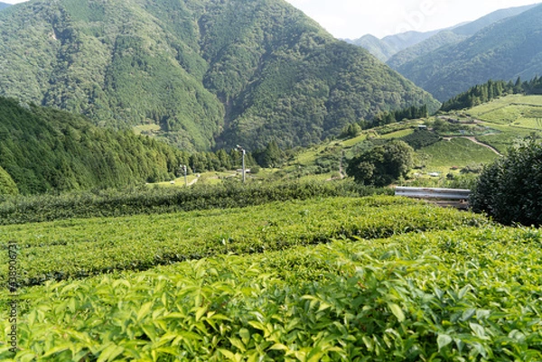 Obraz 茶畑