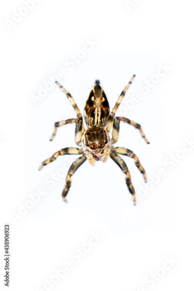 Fototapeta Image of jumping spider isolated on white background. Insect Animal.