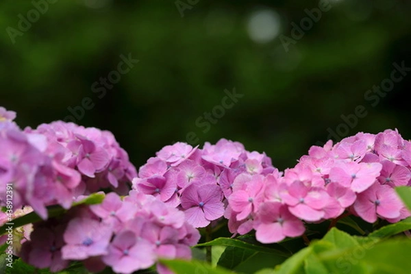 Fototapeta 日本の梅雨に咲く紫陽花