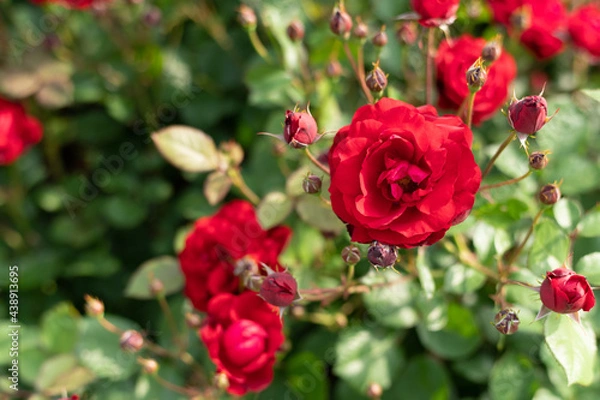 Fototapeta リリーマルリーン