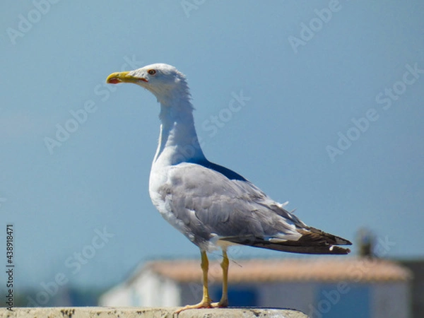 Fototapeta Magnificent yellow-legged gull (Larus michahellis) looking into the distance towards Port-Saint-Louis-du-Rhône near the Mediterranean sea in Provence in France