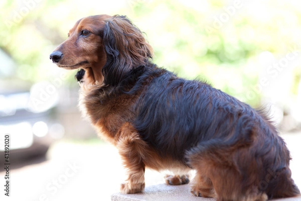 Obraz ミニチュアダックスフント