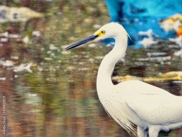 Obraz great white heron