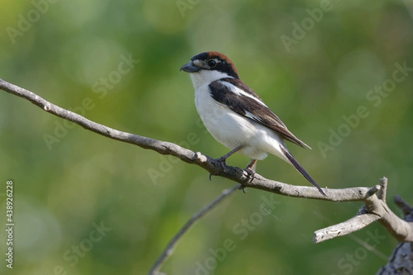 Fototapeta Woodchat Shrike (Lanius senator) on a branch