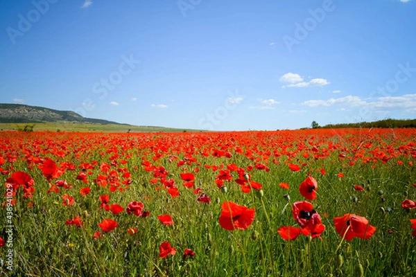 Obraz field of poppies