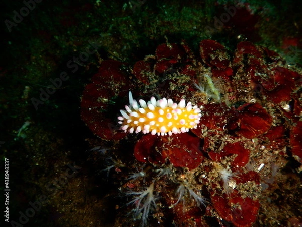 Fototapeta 伊豆の海でダイビング中に見かけた可愛いイガグリウミウシ