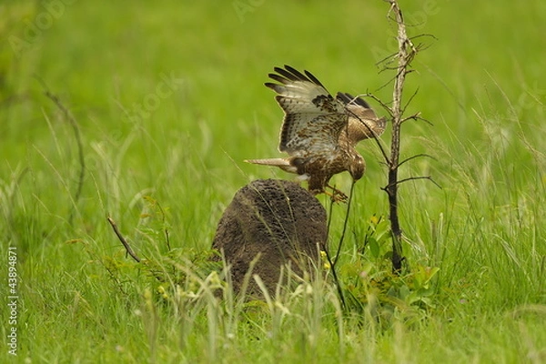 Obraz Mäusebussard auf Beutefang