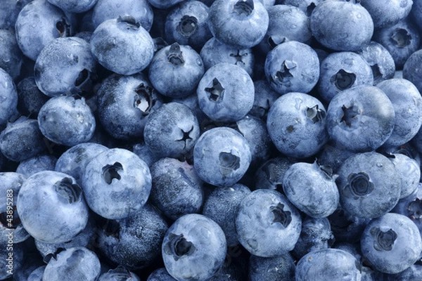 Obraz ブルーベリー