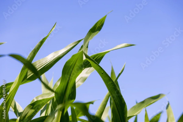 Fototapeta mais e cielo azzurro