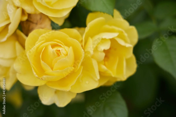 Obraz 伊豆の踊り子