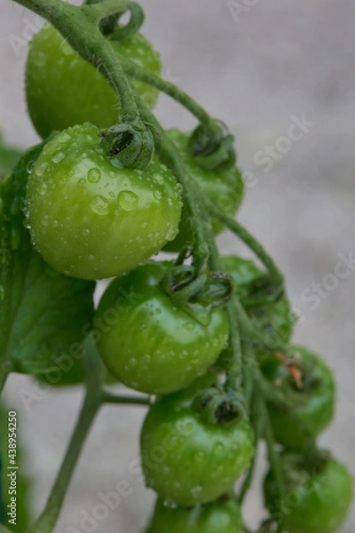 Obraz 若いミニトマト