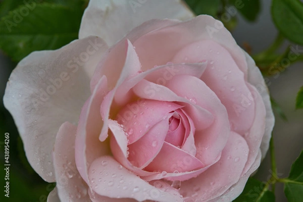 Obraz 雨上がりのバラ