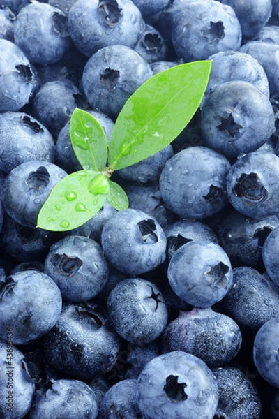 Obraz ブルーベリー