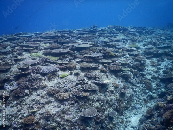 Obraz 沖縄の海でダイビング中に見かけた青い海にあたり一面の珊瑚礁