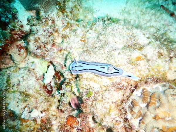 Obraz 沖縄の海でダイビング中に見かけた綺麗で可愛いミゾレウミウシ