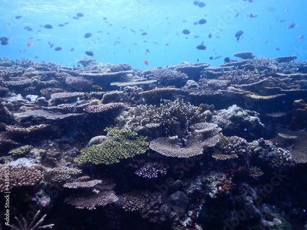 Obraz 沖縄の海でダイビング中に見かけた青い海とお魚さん達とあたり一面の珊瑚礁