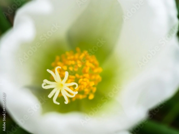 Obraz 白いポーチュラカ