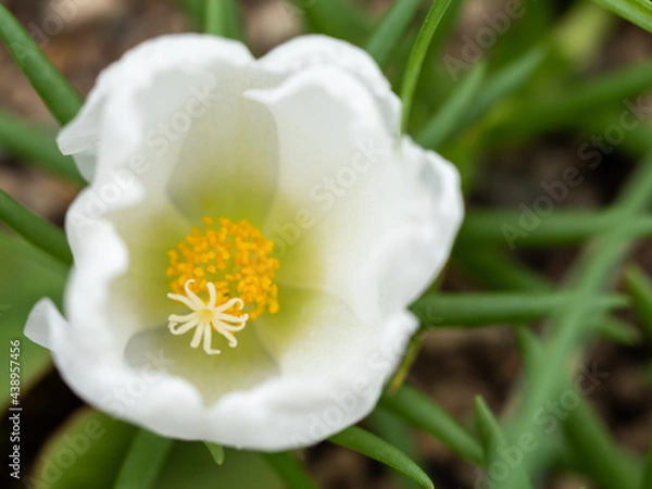 Obraz 白いポーチュラカ