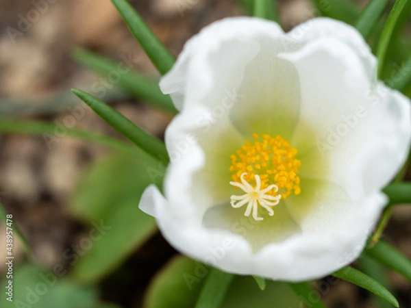 Obraz 白いポーチュラカ