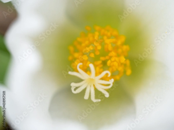 Obraz 白いポーチュラカ