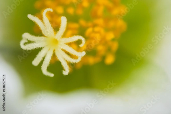 Obraz 白いポーチュラカ