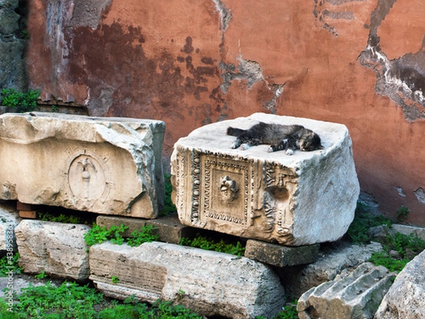 Obraz Stray cat having a nap over ancient ruins in Rome