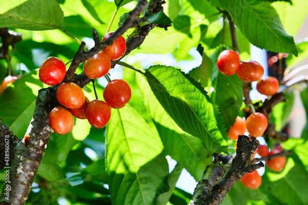 Fototapeta 食べごろの赤いサクランボ