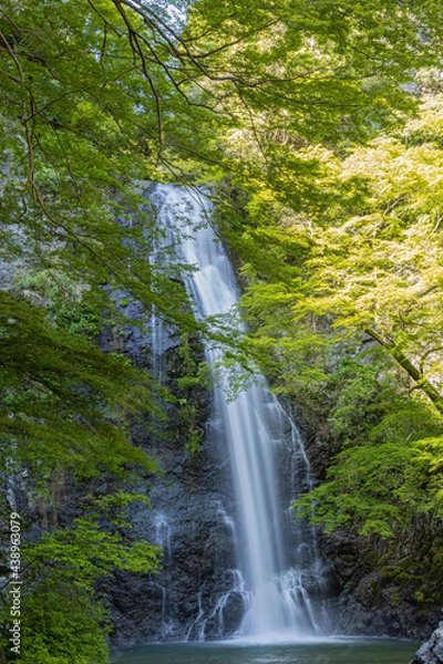 Fototapeta 箕面の滝