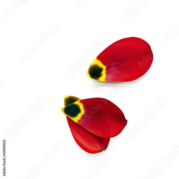 Obraz Tulip petals