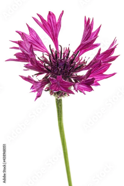 Fototapeta Purple flower of cornflower, lat. Centaurea, isolated on white background