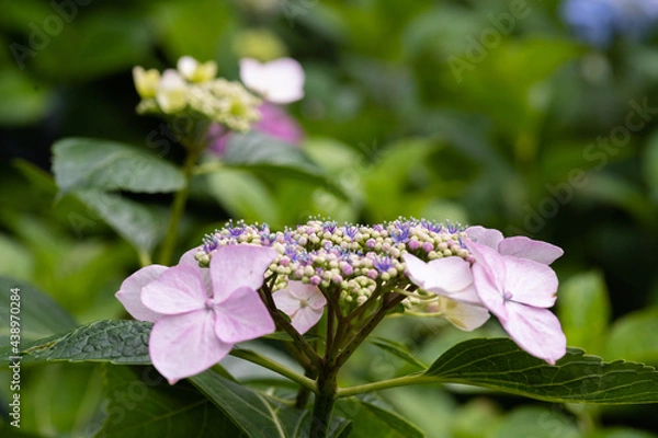 Obraz 藤森神社 紫陽花祭