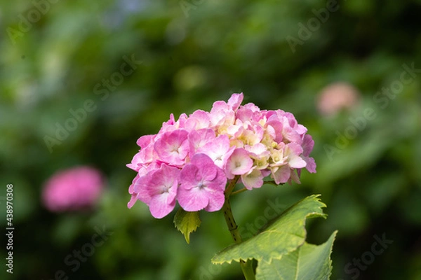 Obraz 藤森神社 紫陽花祭