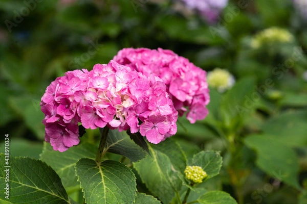 Obraz 藤森神社 紫陽花祭
